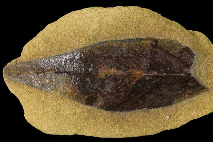 Cretaceous Fossil Leaf (Daphnophyllum) - Kansas #136457